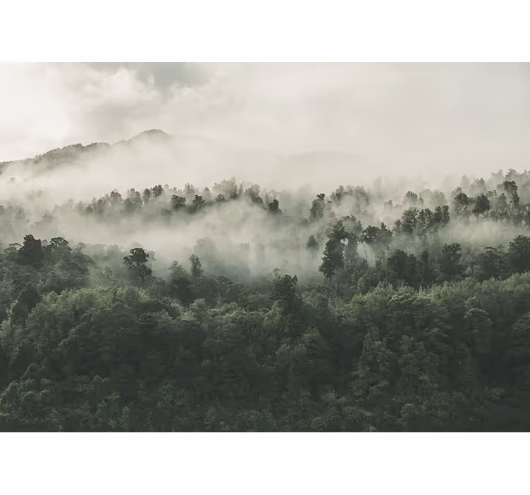 Forest with fog from above roller blind for kitchen window - TenStickers