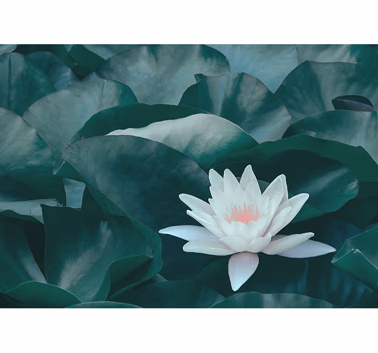 Roller blind for kitchen window zen white lotus flower - TenStickers