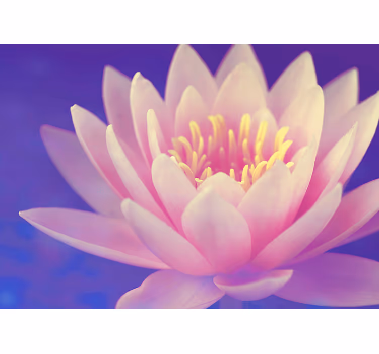 Roller blind for kitchen window pink lotus flower - TenStickers