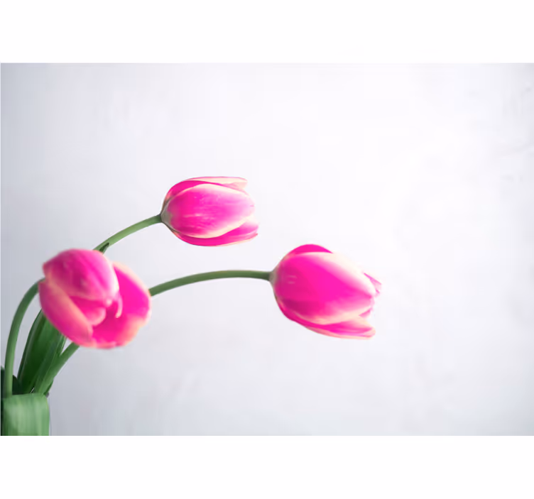 Three tulips on white roller blind for kitchen window - TenStickers