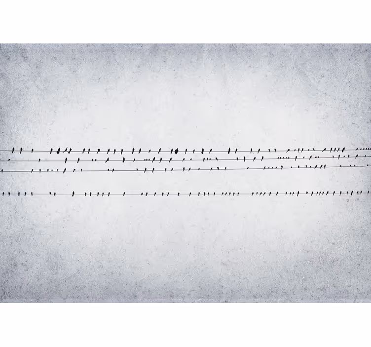 White roller blind birds on a wire concert - TenStickers