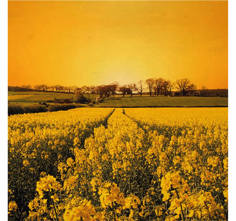 Roller blind for living room yellow flower field - TenStickers
