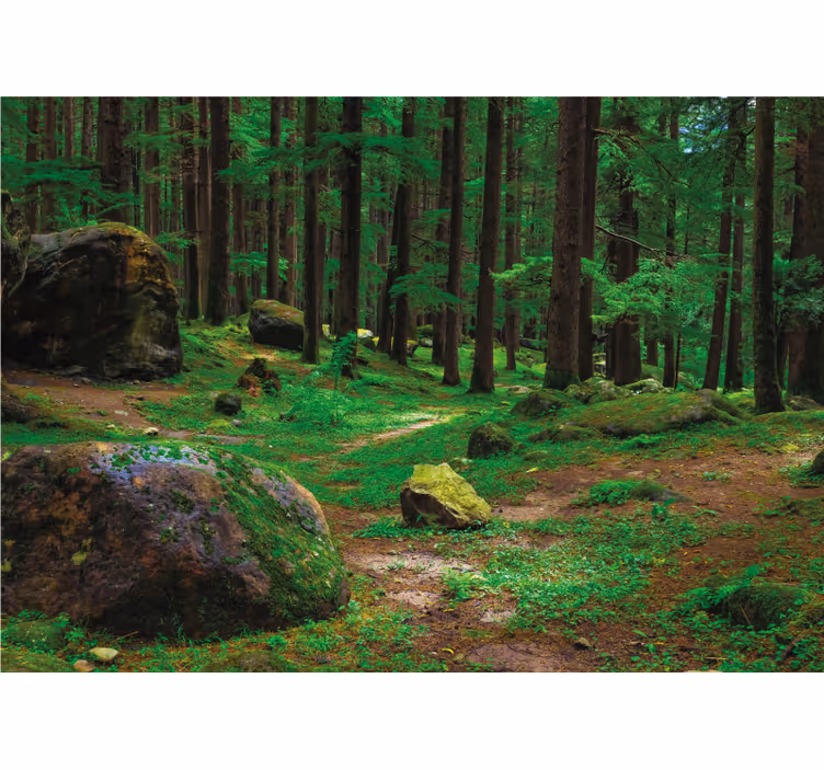 Green forest with trees roller blind for living room - TenStickers