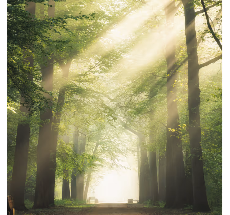 Green forest with the sun roller blind for living room - TenStickers
