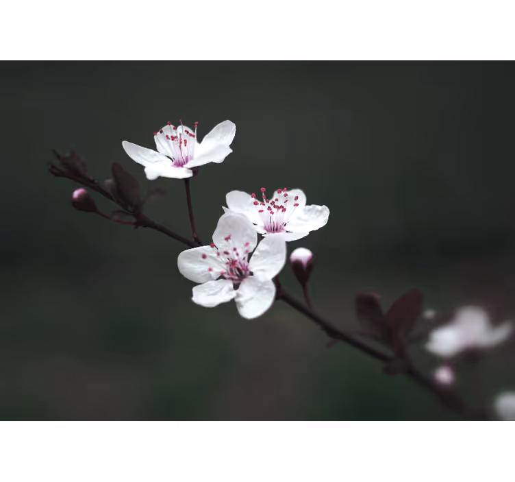 Elegant feminine cherry blossom roller blind for living room - TenStickers