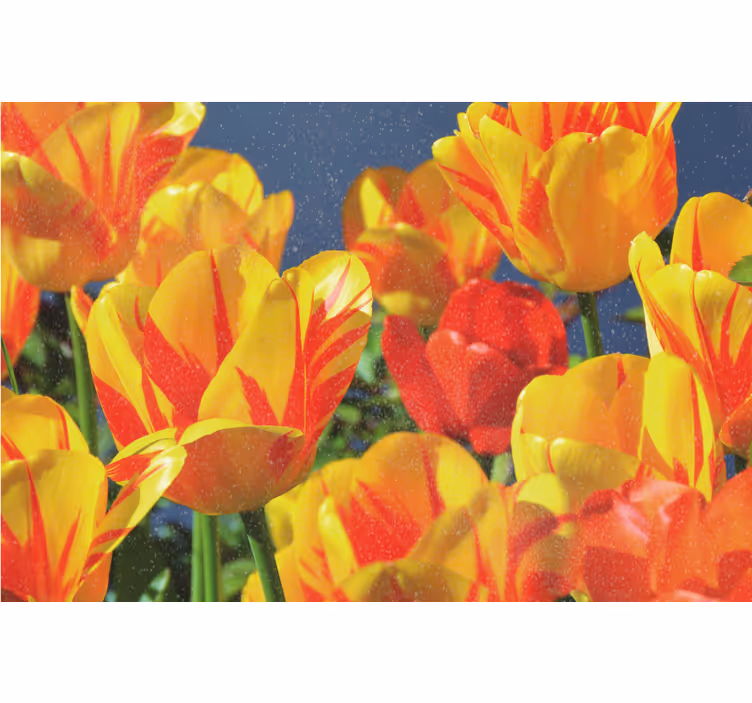 Red and yellow tulips roller blind for living room - TenStickers