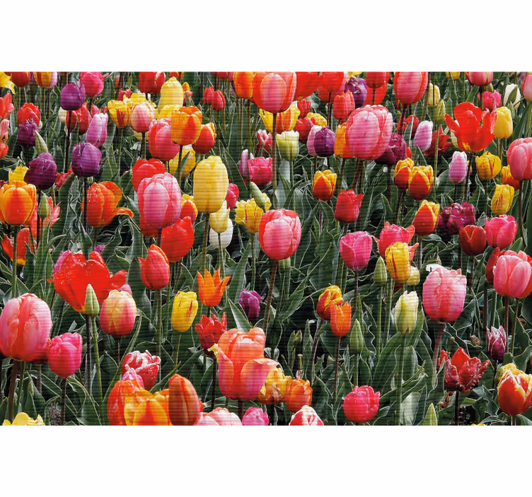 Multiple tulips in a field roller blind for living room - TenStickers