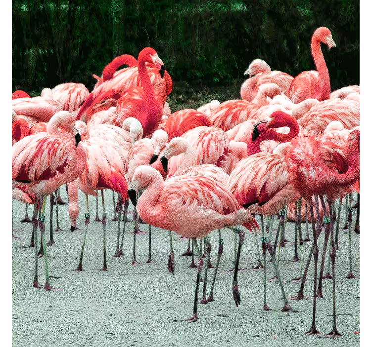 Nice flamingos on water roller blind for living room - TenStickers