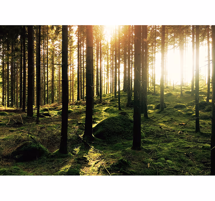 Sunlit forest roller blind for living room - TenStickers
