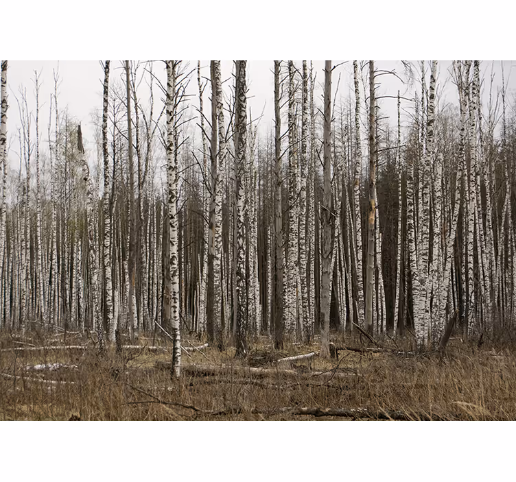 Gray birch forest roller blind for living room - TenStickers