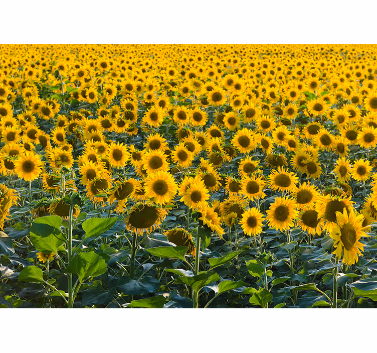 Sunflower field at sunset roller blind for living room - TenStickers