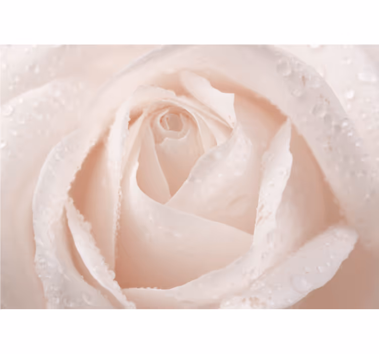 Beautiful white rose roller blind for living room - TenStickers