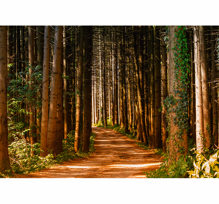 3d forest path roller blind for living room - TenStickers
