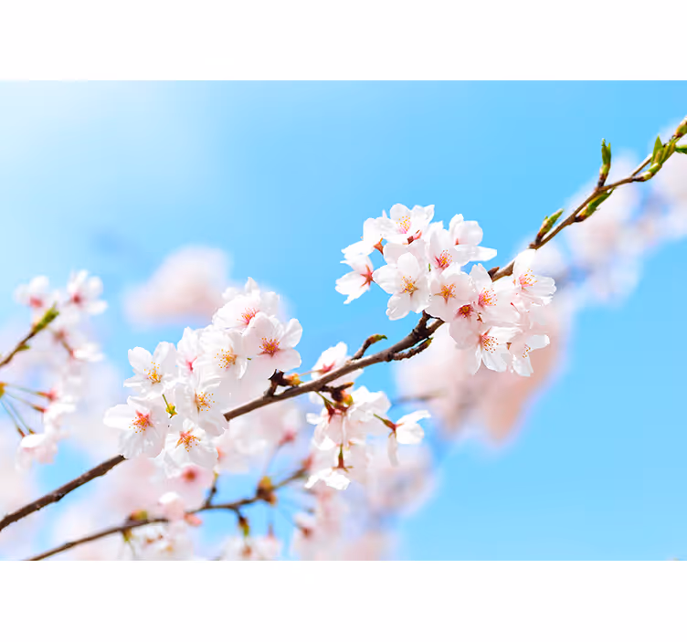 Roller blind for living room white cherry blossom - TenStickers