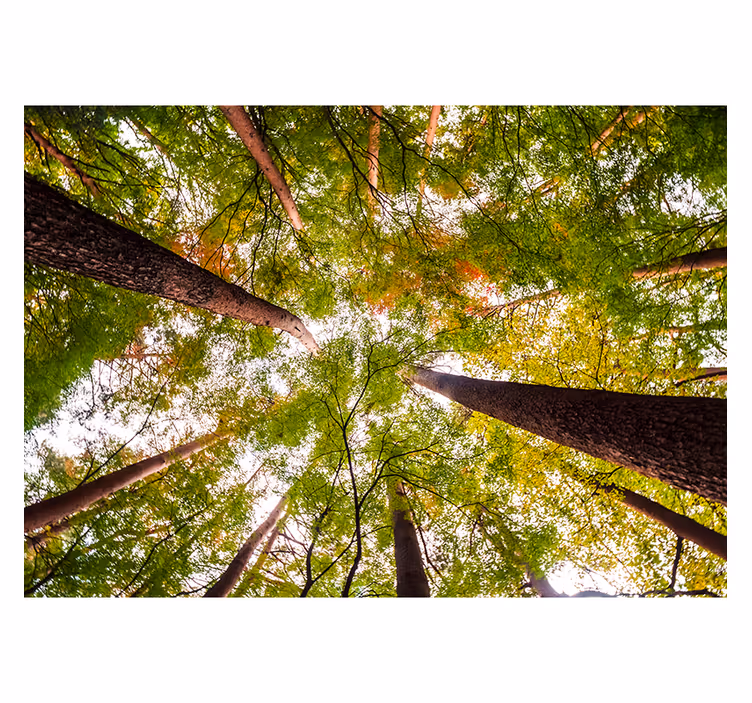 Roller blind for living room big trees in woodland - TenStickers