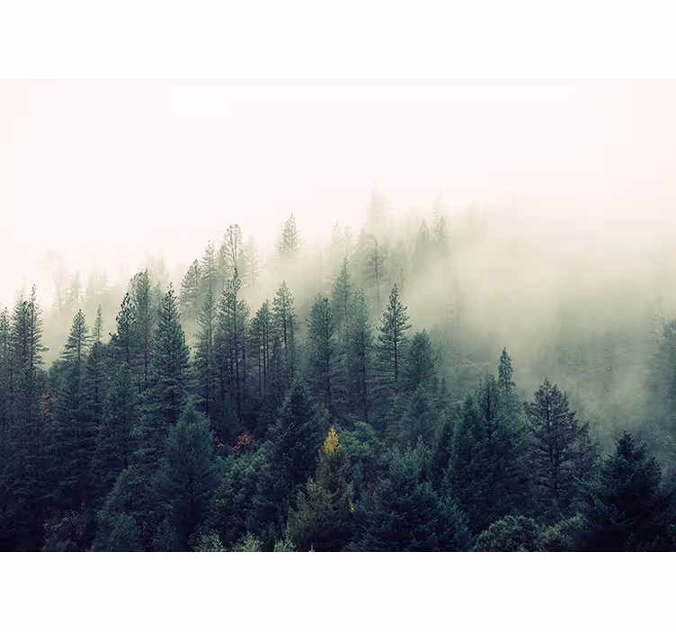 Foggy forest roller blind for living room - TenStickers