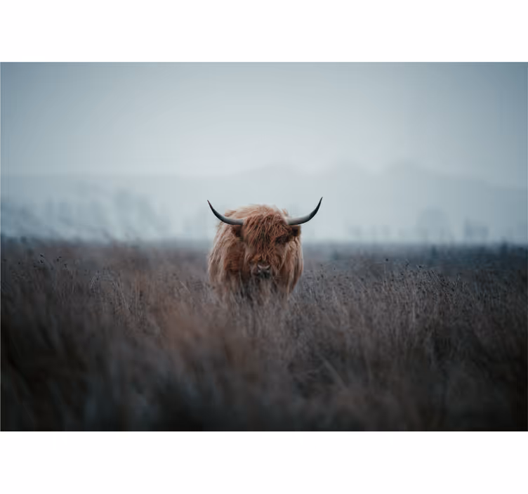 Roller blind for living room highland cow design - TenStickers
