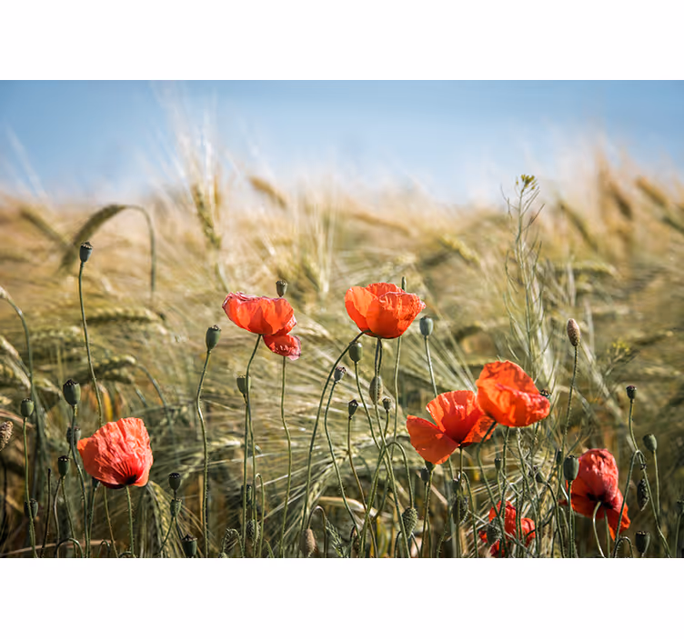 Poppies in summer wheat roller blind for living room - TenStickers