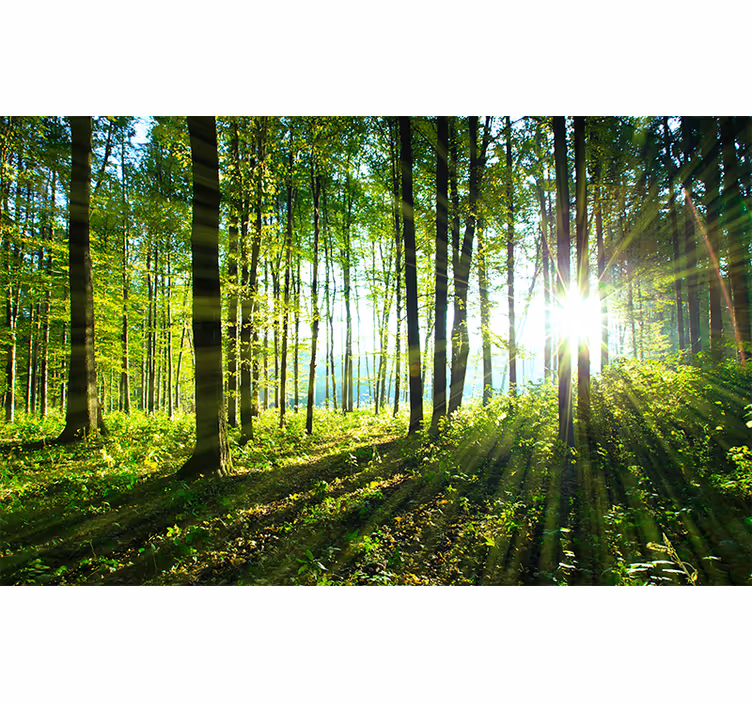 Roller blind for living room forest landscape mural - TenStickers