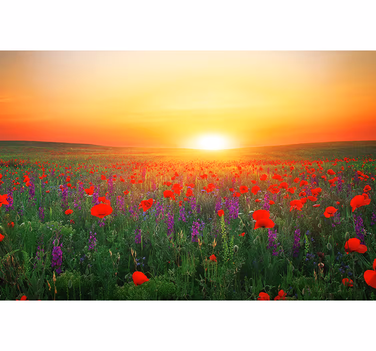Red poppy field with sun roller blind for living room - TenStickers