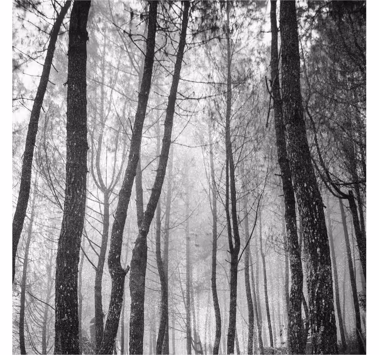 Foggy forest from above roller blind for living room - TenStickers