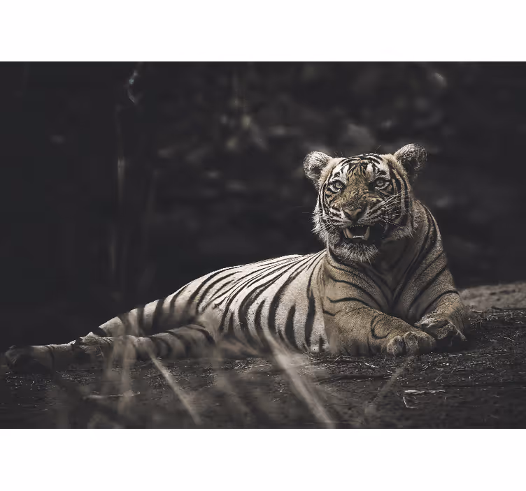 Tiger lying down roller blind for living room - TenStickers