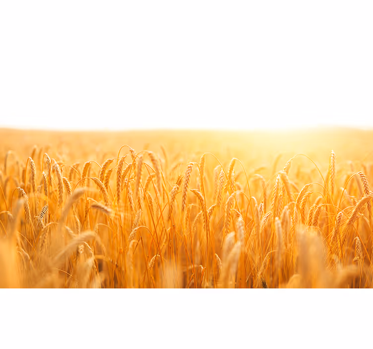Wheat field aesthetic roller blind for living room - TenStickers