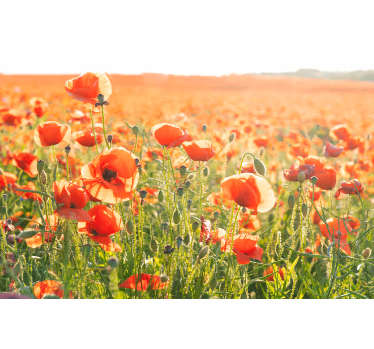 Red poppies on a sunny field roller blind for living room - TenStickers