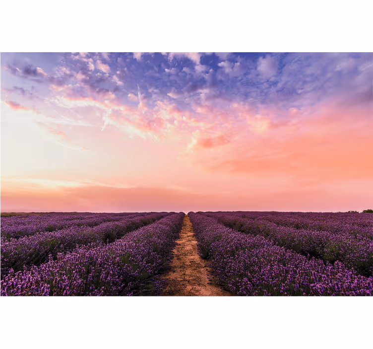 Roller blind for living room lavender flowers in france - TenStickers