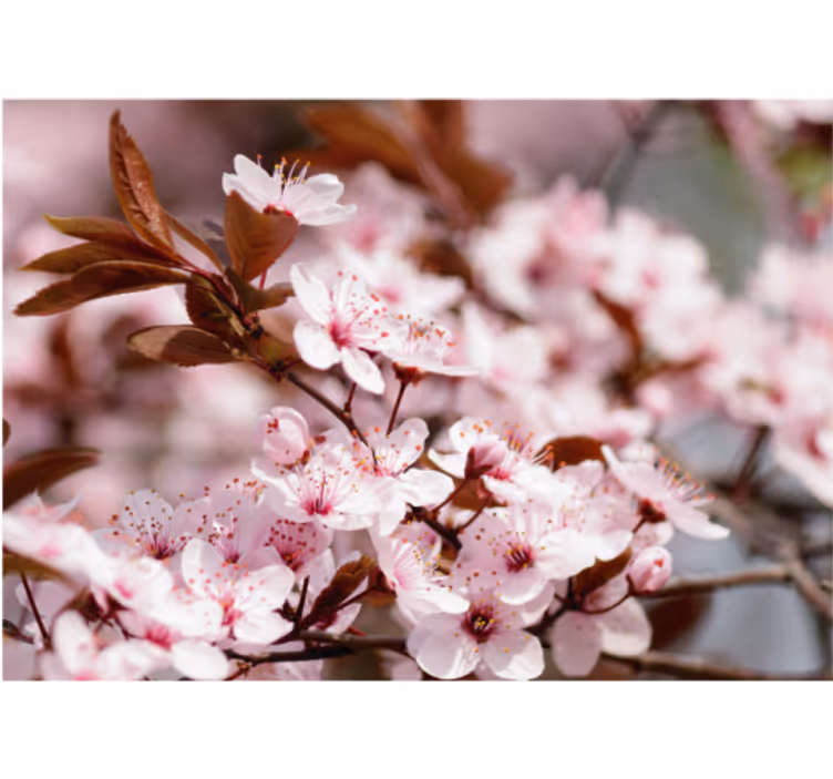 Cherry blossom roller blind for living room - TenStickers