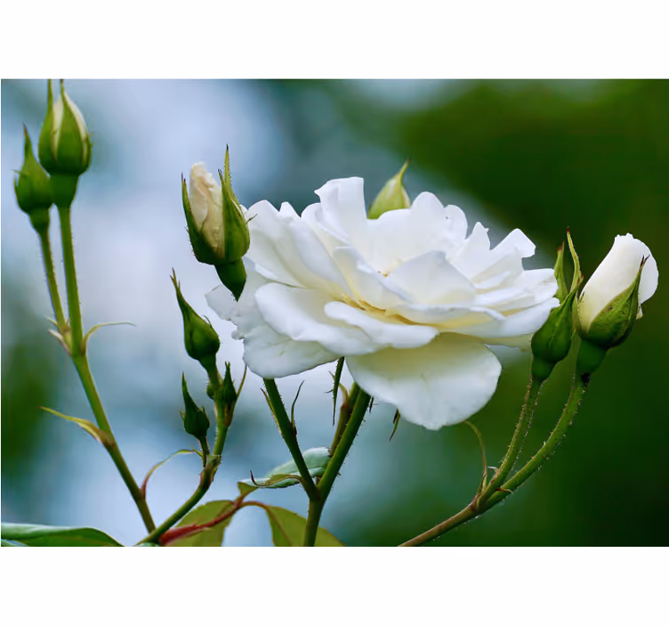 White rose roller blind for living room - TenStickers