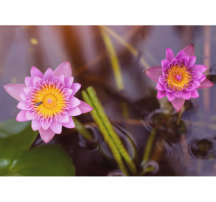 Pink lotus roller blind for living room - TenStickers