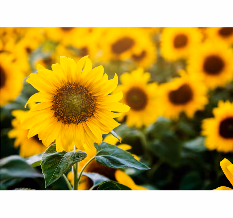 Roller blind for living room sunflower field close-up - TenStickers