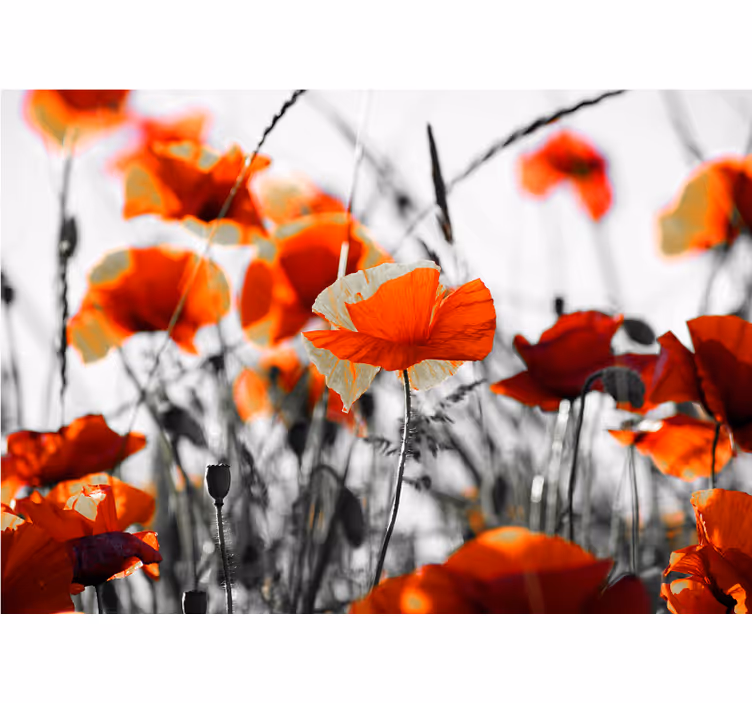 Poppy flowers red black roller blind for living room - TenStickers