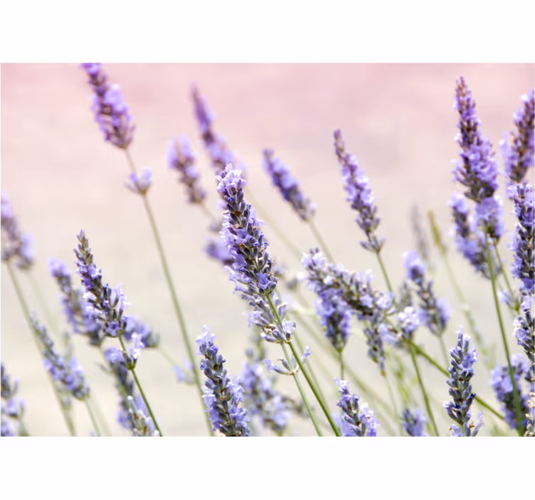 Roller blind for living room with purple flower bunch - TenStickers