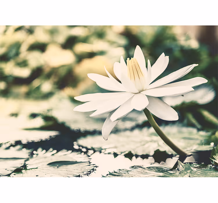 White lotus on lake roller blind for living room - TenStickers