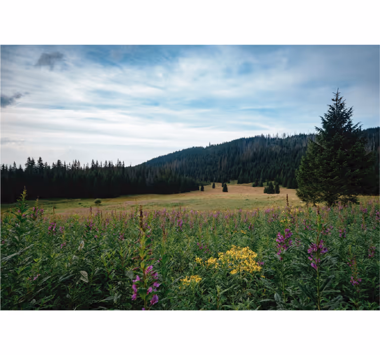 Tatra park in spring roller blind for living room - TenStickers