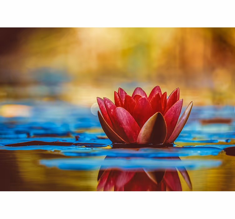 Roller blind for living room zen reflected lotus flower - TenStickers