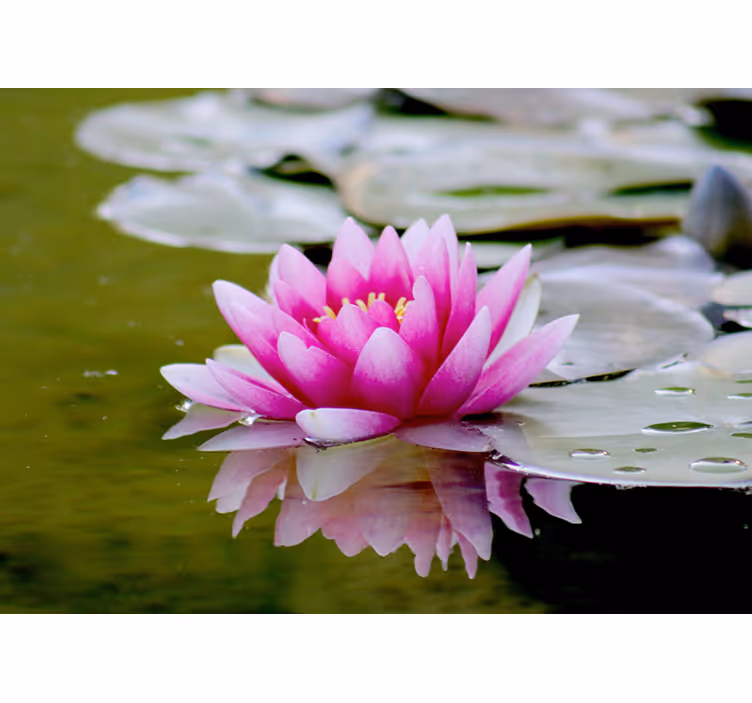 Roller blind for living room pink zen lotus flower - TenStickers