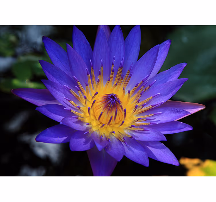 Roller blind for living room purple lotus flower - TenStickers