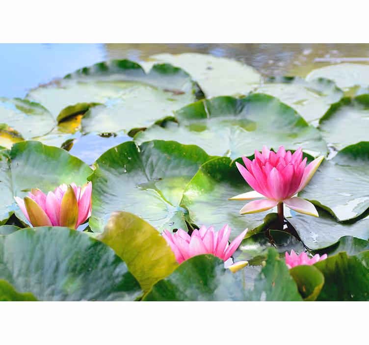 Lined lotus flowers roller blind for living room - TenStickers