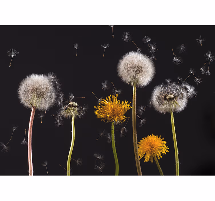 Dandelion nature roller blind for living room - TenStickers