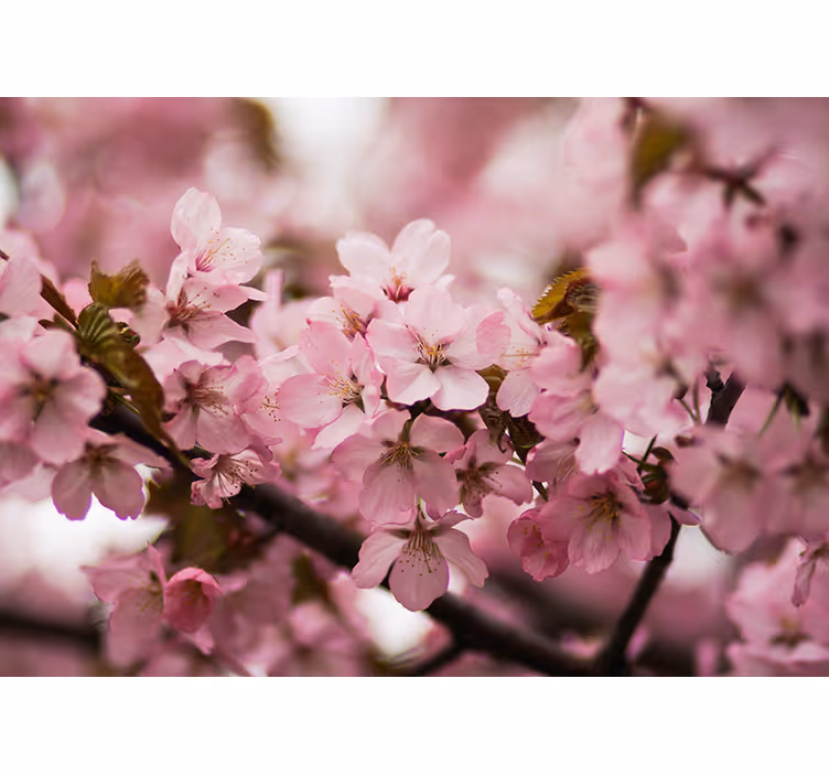 Pink cherry blossom roller blind for living room - TenStickers