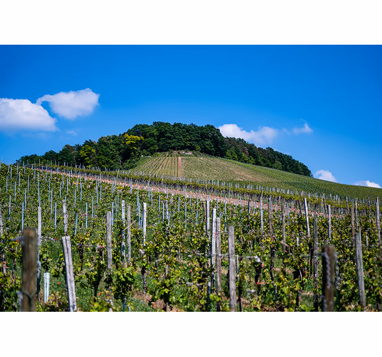 Wine meadow roller blind for living room - TenStickers