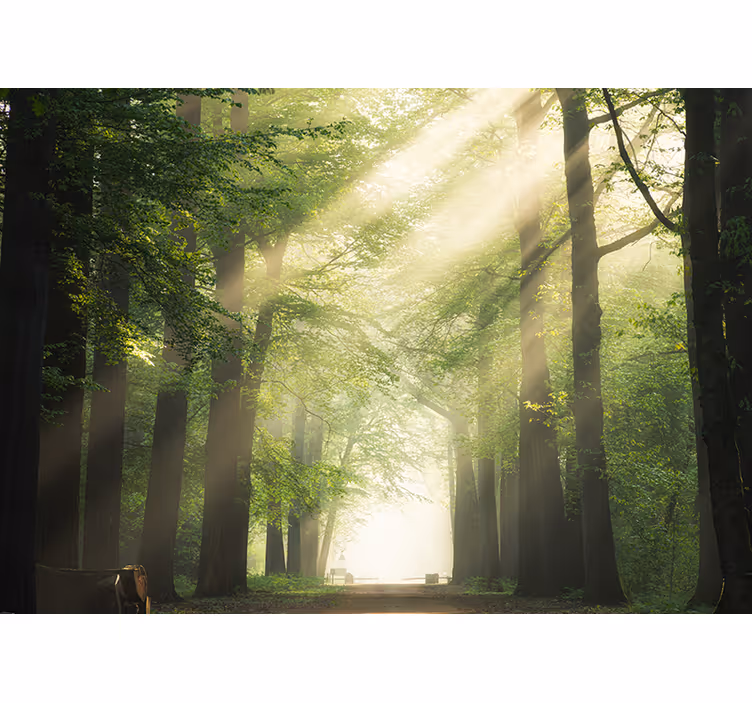 Tree with sunburst roller blind for living room - TenStickers