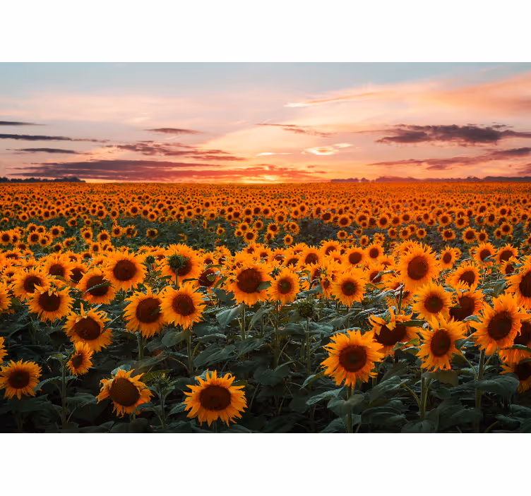 Sunflower sunset roller blind for living room - TenStickers
