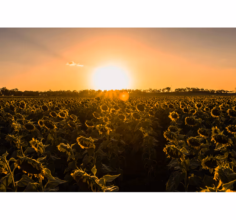 Sunflower field sunrise roller blind for living room - TenStickers