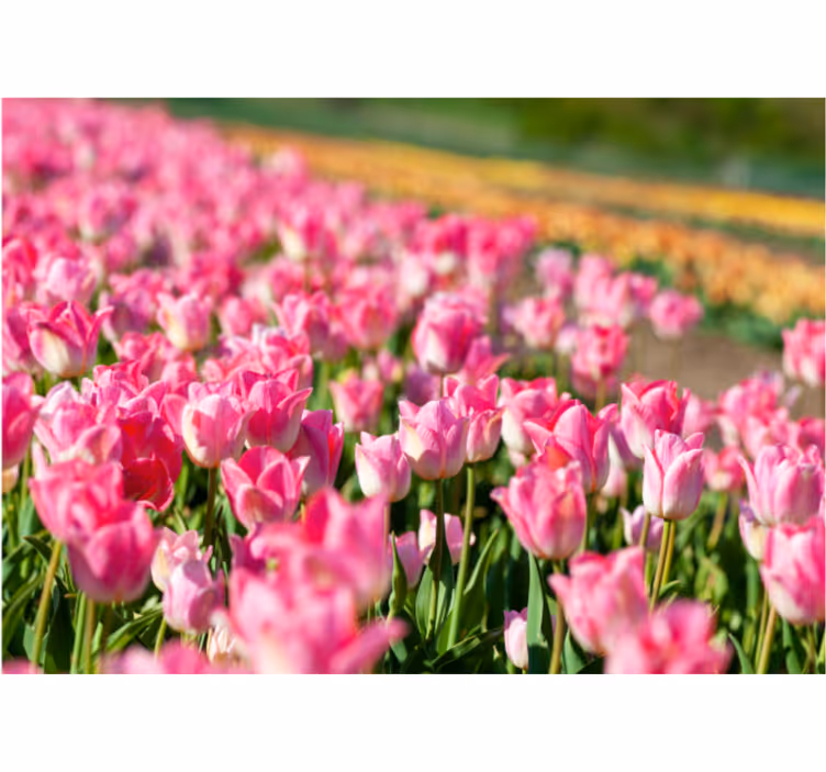 Tulip field roller blind for living room - TenStickers