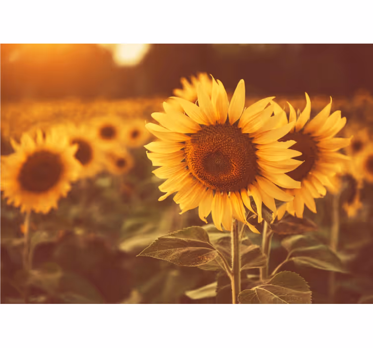 Romantic sunflower field roller blind for living room - TenStickers