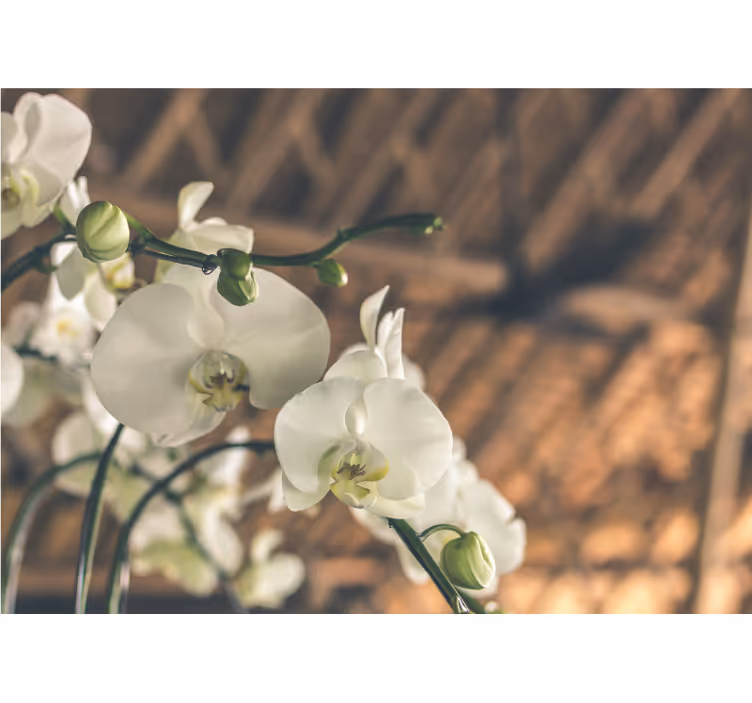 White orchid textured roller blind for living room - TenStickers